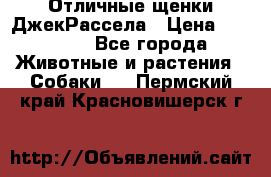 Отличные щенки ДжекРассела › Цена ­ 50 000 - Все города Животные и растения » Собаки   . Пермский край,Красновишерск г.